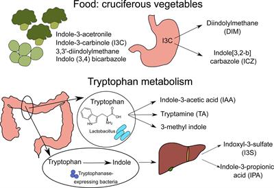 Modulation of Immune Responses by Nutritional Ligands of Aryl Hydrocarbon Receptor